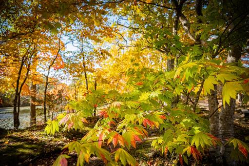 北海道　大沼国定公園　秋の風景 北海道,大沼,函館の写真素材