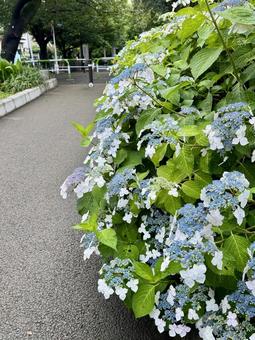 遊歩道に咲く満開の紫陽花 遊歩道に咲く満開の紫陽花 あじさい,アジサイ,紫陽花の写真素材