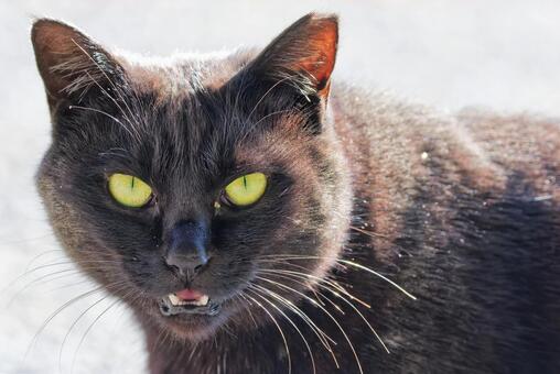 見つめる黒猫 黒猫,クロネコ,ノラネコの写真素材