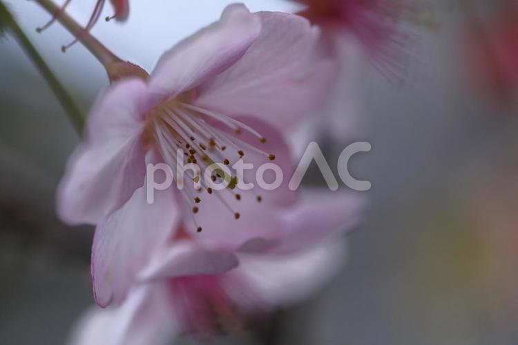 伊豆発祥の早咲き桜 河津桜,花,バラ科の植物の写真素材