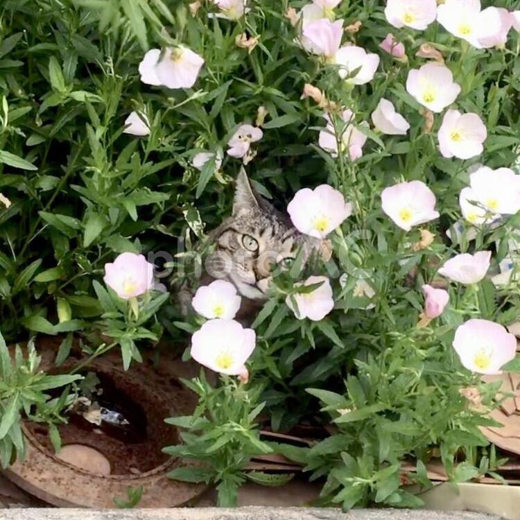 昼咲き月見草の中の猫 花,猫,キジトラの写真素材