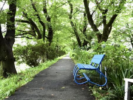 散歩道 散歩道の写真