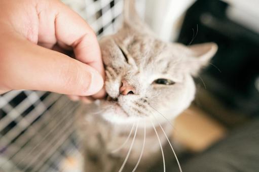 猫 猫の写真