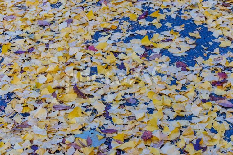イチョウの落葉で彩られた秋の道 イチョウ,黄葉,落葉の写真素材