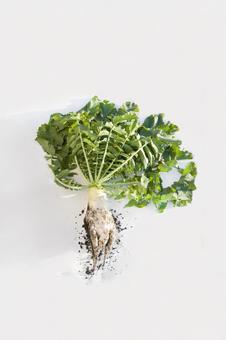 土つき大根2 土つき大根2 新鮮,野菜,生の写真素材