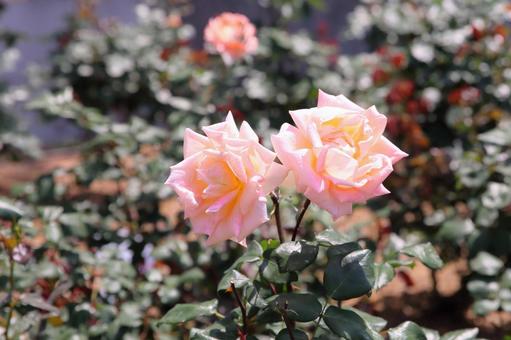 ピンクのバラの花 バラ,バラ園,ピンクの写真素材