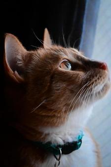 見上げる猫 茶トラ,窓際,猫の写真素材