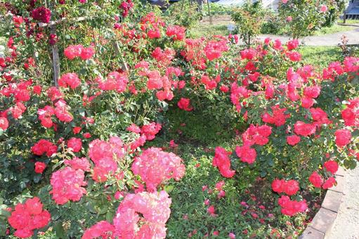 ばら265 バラ,初夏,花の写真素材