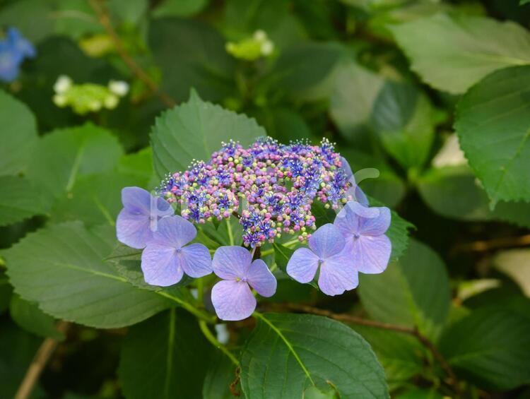 ヤマアジサイの花１ ヤマアジサイ,ガクアジサイ,アジサイの花の写真素材