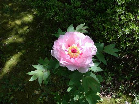 宿の綺麗な花 宿の綺麗な花の写真