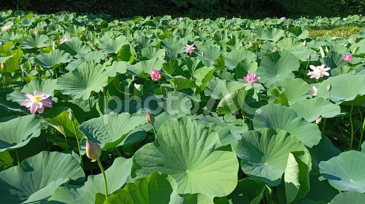 十日町二ツ屋の二千年蓮（大賀蓮・古代蓮） 二千年蓮,大賀蓮,古代蓮の写真素材