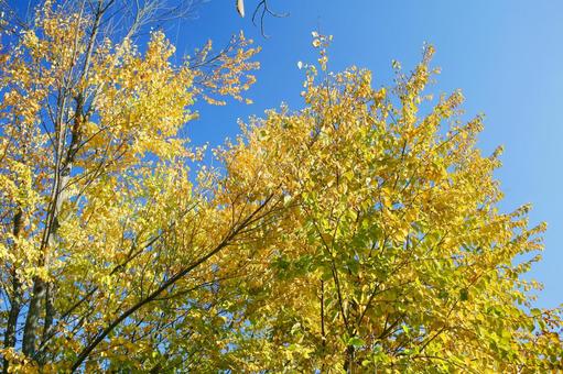 黄葉の輝きの写真