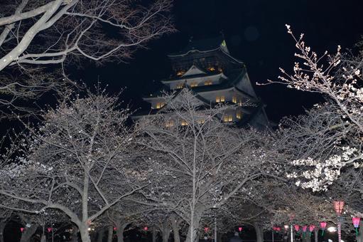 Cherry blossoms at night and Osaka Castle, JPG Cherry blossoms at night and Osaka Castle, JPG