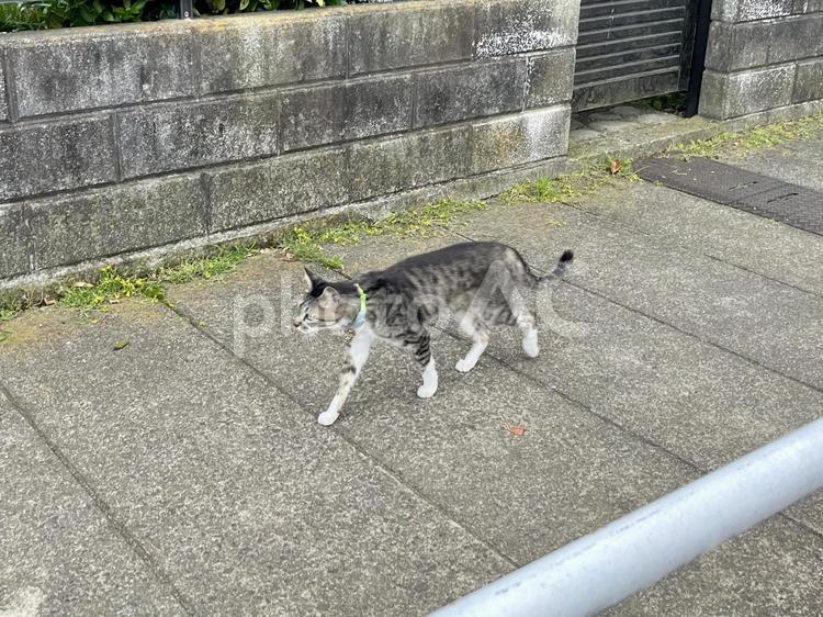 東京、街を散歩する猫 東京,動物,猫の写真素材