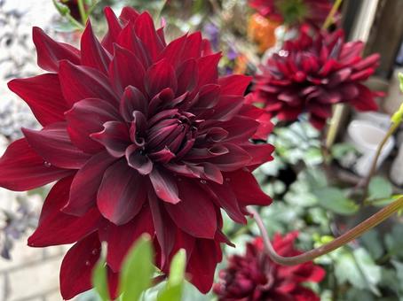 花 花,植物,自然の写真素材