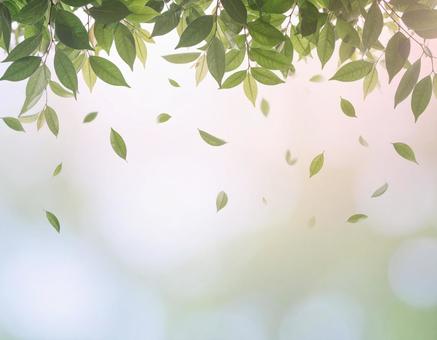 舞い散る葉っぱの写真