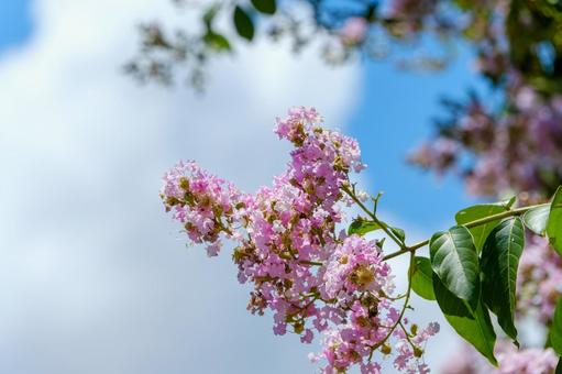 青空に映えるサルスベリの花房 青空に映えるサルスベリの花房の写真