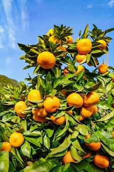 温州みかん みかん,蜜柑,果物の写真素材