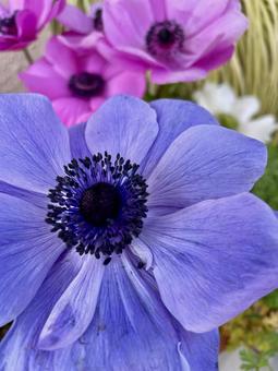 アネモネ 牡丹一花,紅花翁草,春の写真素材