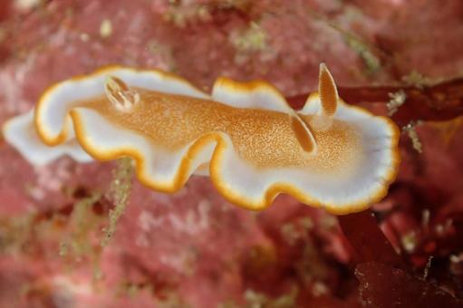 Photo, caramel sea slug, nuushi, diving, 