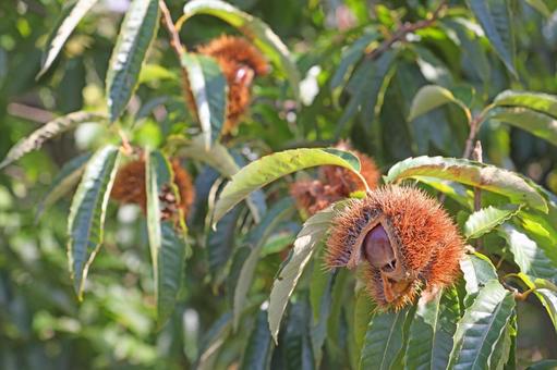 栗の木 栗の木,栗,実の写真素材