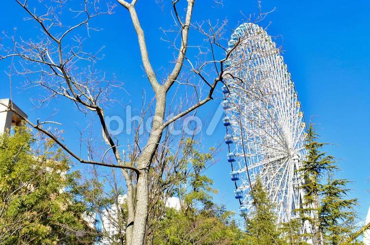 観覧車と木々 観覧車,青空,空の写真素材