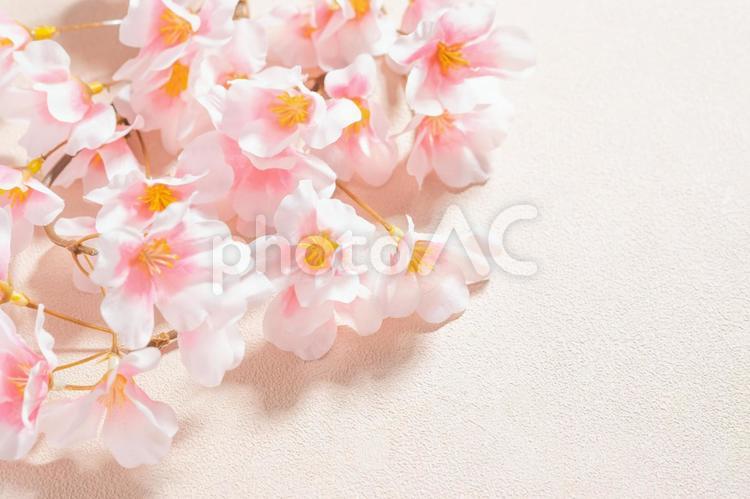 春の桜とフリースペース（ピンク背景） 桜,新学期,新生活の写真素材