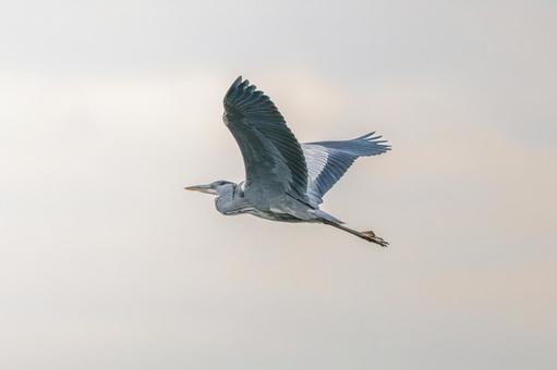 空飛ぶアオサギ 空飛ぶアオサギの写真