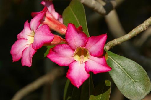 アデニウム・オベスム アデニウム,オベスム,adeniumの写真素材