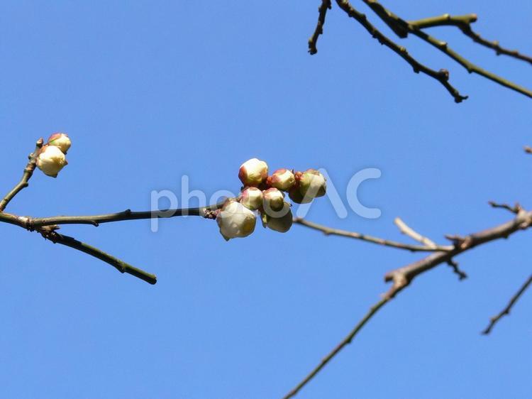 １月下旬・まだしっかりツボミの白梅 白梅,ウメ,梅の木の写真素材