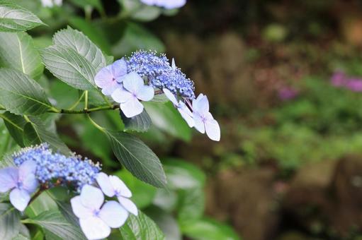 あじさい あじさい 紫陽花,花びら,梅雨の写真素材