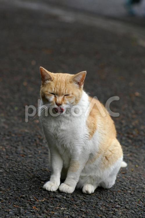 あくびをする公園の白茶猫 ネコ,野良猫,白茶猫の写真素材