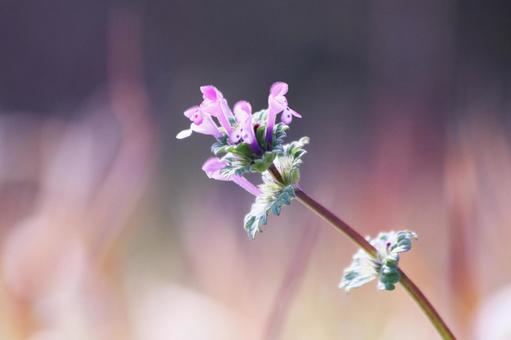 春の野原に咲くホトケノザのピンクの花 花,ホトケノザ,植物の写真素材