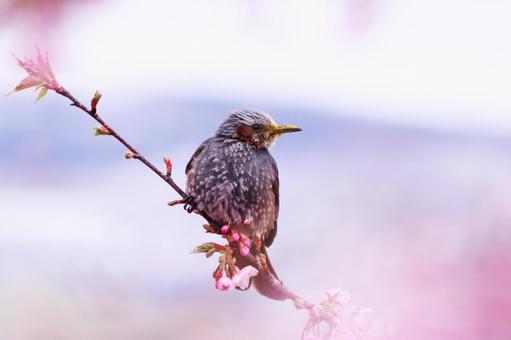 桜の枝にとまるヒヨドリ 鳥,ヒヨドリ,春の写真素材