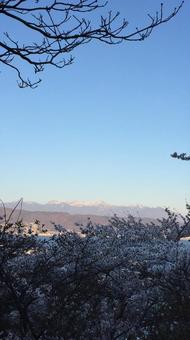 桜ごしの八ヶ岳 桜ごしの八ヶ岳の写真