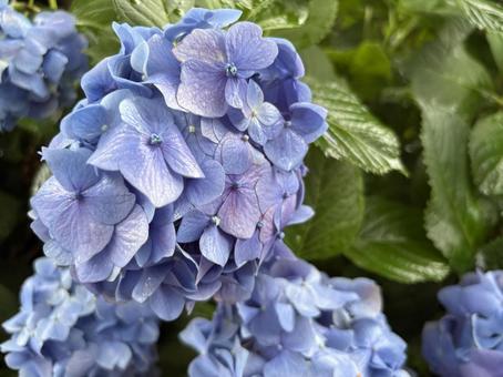 Hydrangea, JPG