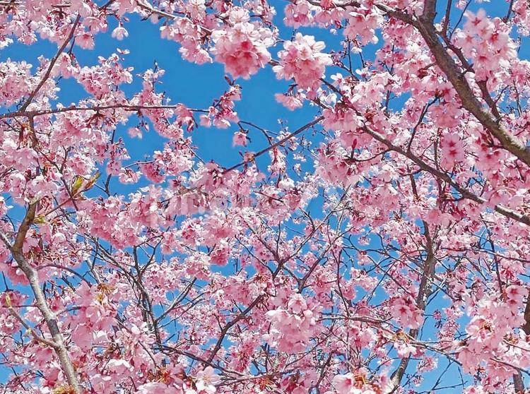 背景　青空と満開の桜 背景,桜,春の写真素材
