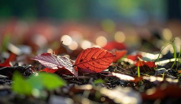 落葉した赤い紅葉いっぱいの地面 落葉した赤い紅葉いっぱいの地面の写真