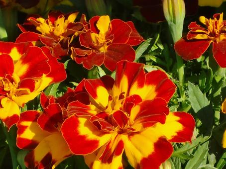 マリーゴールド-5 マリーゴールド,花びら,舌状の写真素材