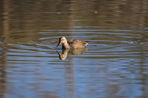 Photo, cargamo, wild bird, bird, 