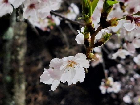 夜の桜 桜,夜桜,ピンクの写真素材