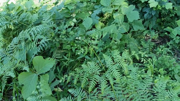 森の木々の下を眺めてみれば 森の木々の下を眺めてみれば 下草,自然,風景の写真素材