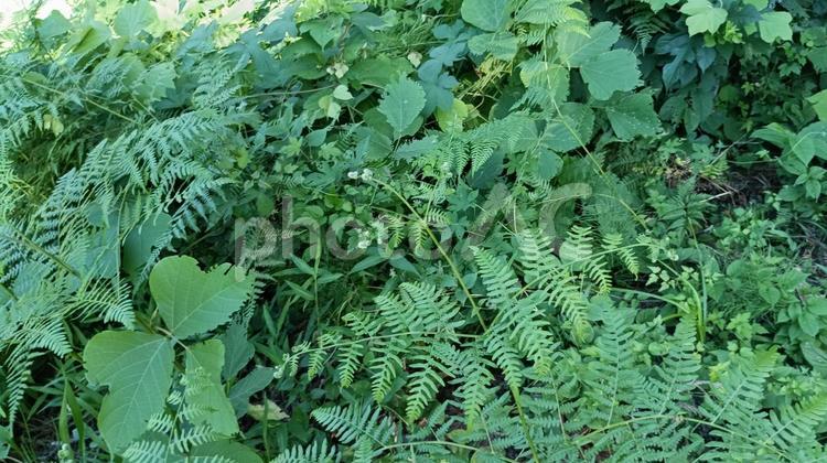 森の木々の下を眺めてみれば 下草,自然,風景の写真素材