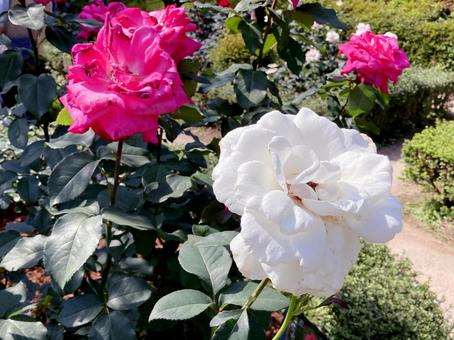 バラ バラの写真