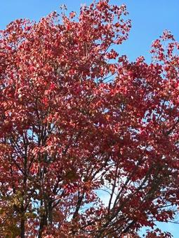 紅葉が広がる秋の木 紅葉,秋,木の写真素材