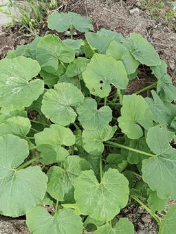 ぐんぐん育ってます66 ぐんぐん育ってます66の写真