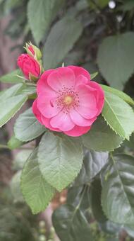 赤い一輪の野バラ縦構図 赤いバラ,赤バラ,赤い薔薇の写真素材