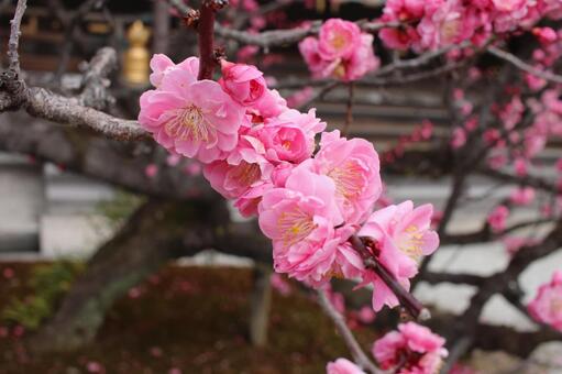 京都の梅 背景素材,macro撮影,壁紙の写真素材