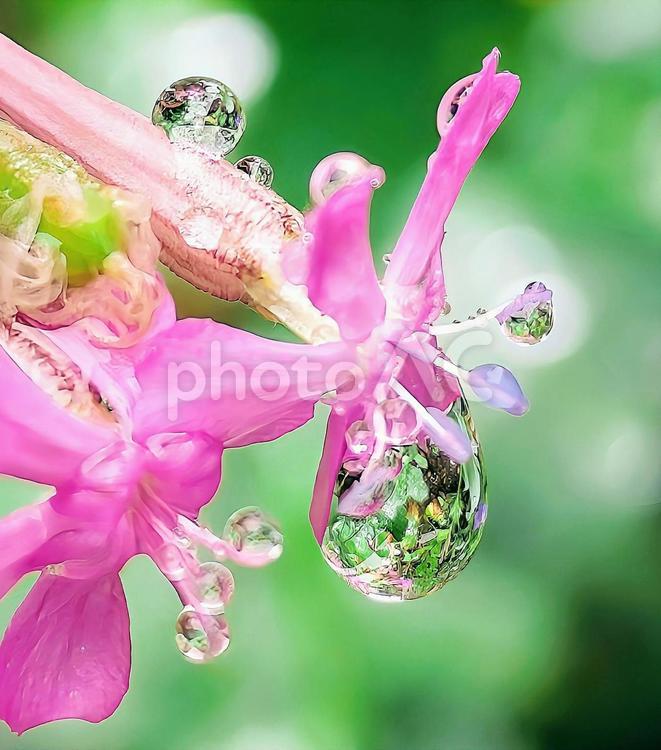 ムシトリナデシコに雨雫 花,ムシトリナデシコ,雨雫の写真素材