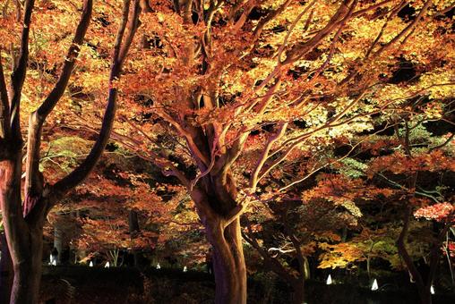 紅葉イルミネーション イルミネーション,紅葉,秋の写真素材